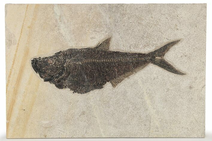 Long Fossil Fish (Diplomystus) - Wyoming #222921